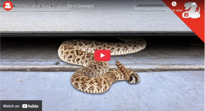 Rattlesnakes End Up in Garages